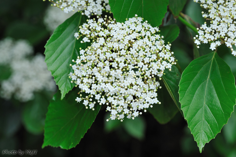 ハクサンボク Viburnum japonicum