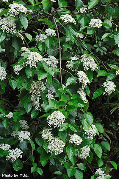 ハクサンボク Viburnum japonicum