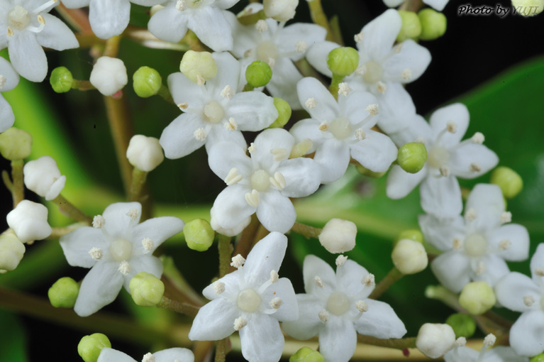 ハクサンボク Viburnum japonicum