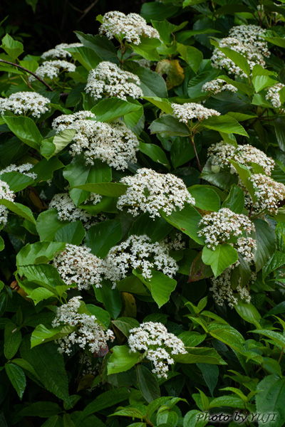 ハクサンボク Viburnum japonicum