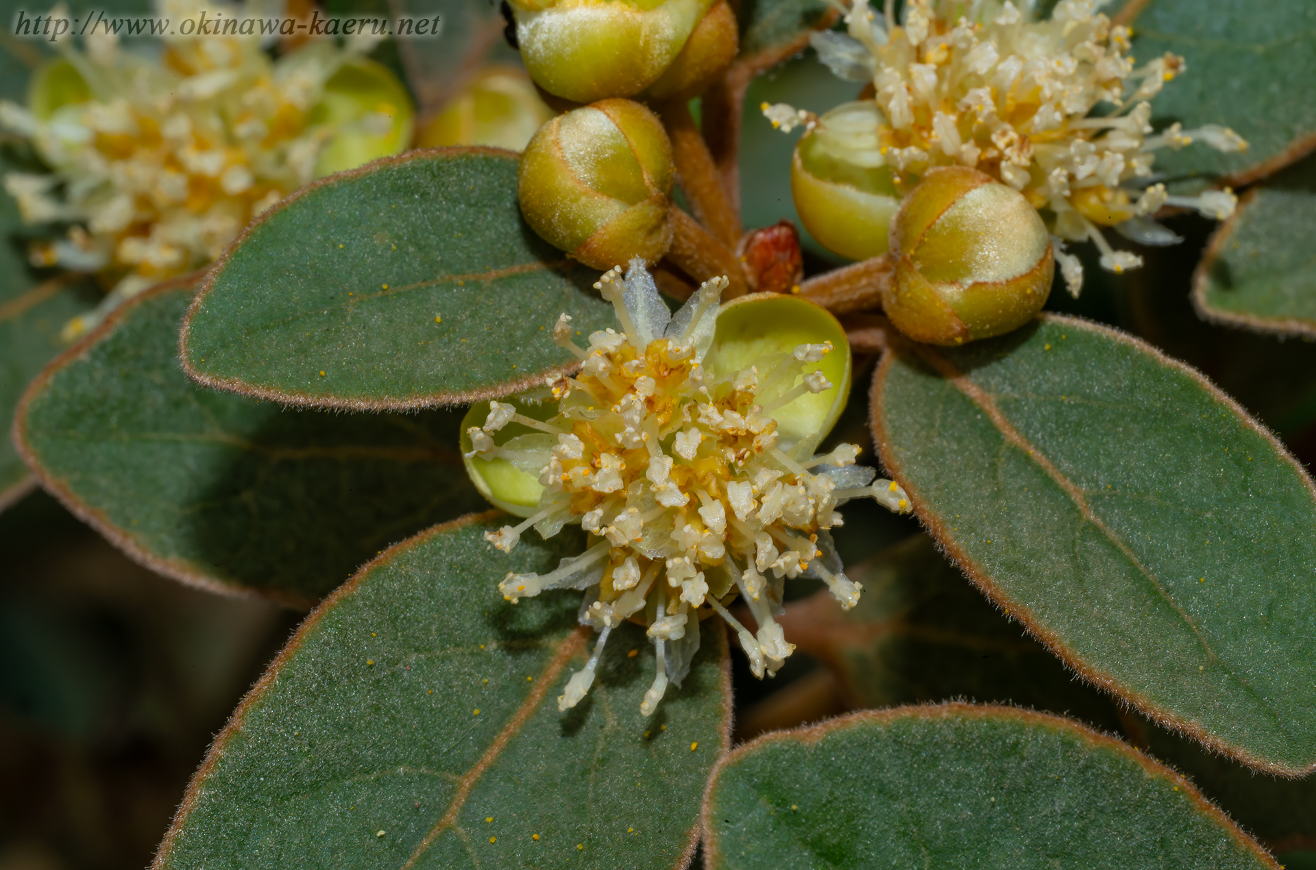 ハマビワの画像