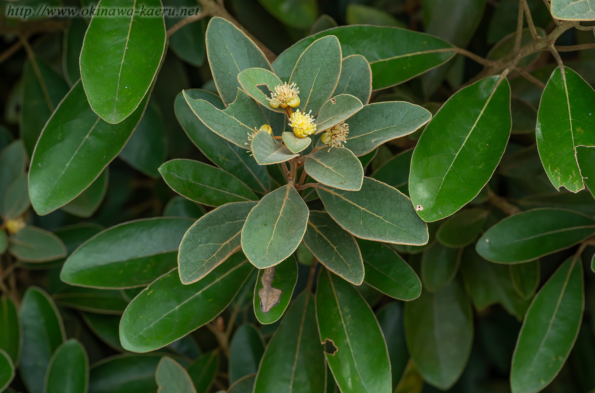 ハマビワの画像