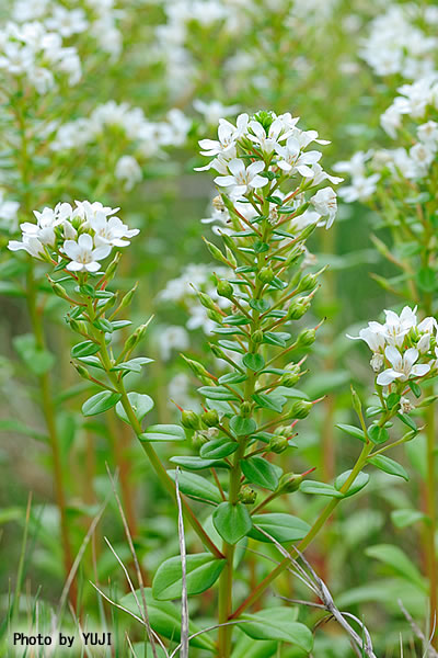 ハマボッス Lysimachia mauritiana