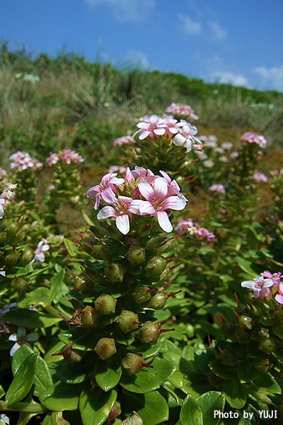 ハマボッス Lysimachia mauritiana