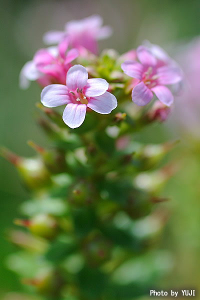 ハマボッス Lysimachia mauritiana