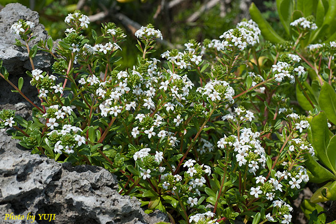 ハマボッス Lysimachia mauritiana