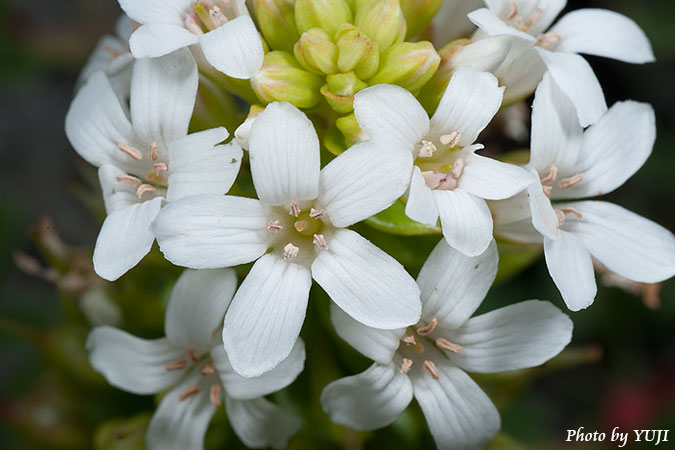 ハマボッス Lysimachia mauritiana