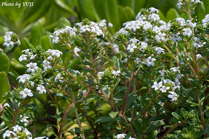 ハマボッス Lysimachia mauritiana