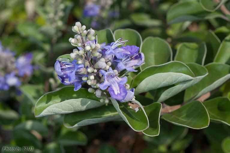 ハマゴウ Vitex rotundifolia