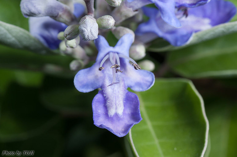 ハマゴウ Vitex rotundifolia