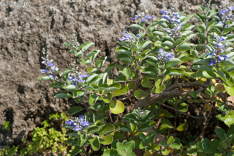 ハマゴウ Vitex rotundifolia