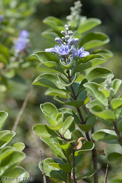 ハマゴウ Vitex rotundifolia