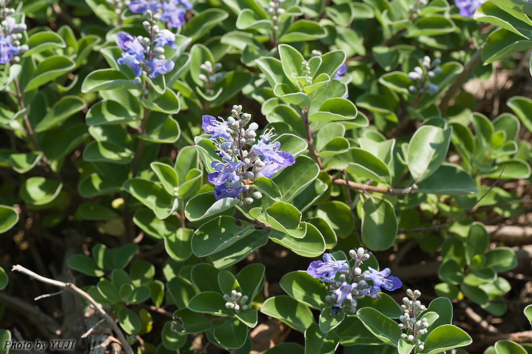 ハマゴウ Vitex rotundifolia