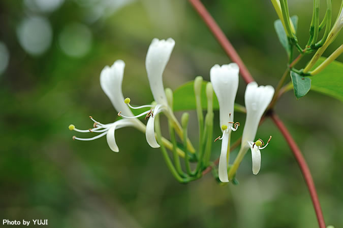 ハマニンドウ Lonicera affinis