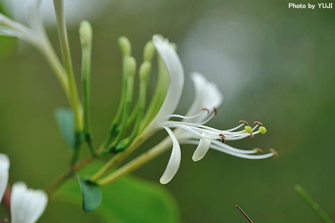 ハマニンドウ Lonicera affinis