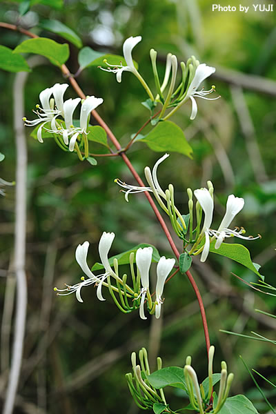 ハマニンドウ Lonicera affinis