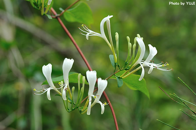 ハマニンドウ Lonicera affinis