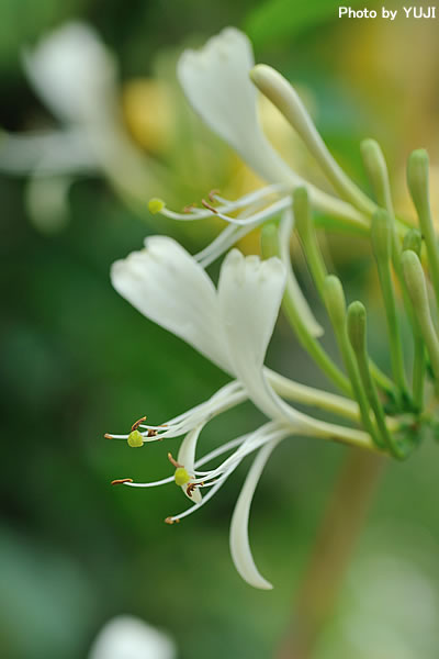 ハマニンドウ Lonicera affinis