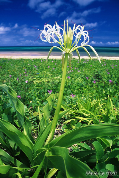 ハマユウ ハマオモト Crinum asiaticum