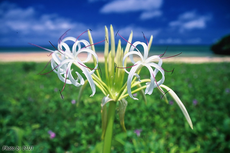 ハナユウ ハマオモト Crinum asiaticum