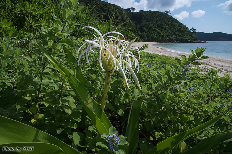 ハマユウ Crinum asiaticum