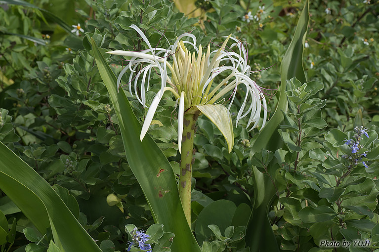 ハマユウ ハマオモト Crinum asiaticum