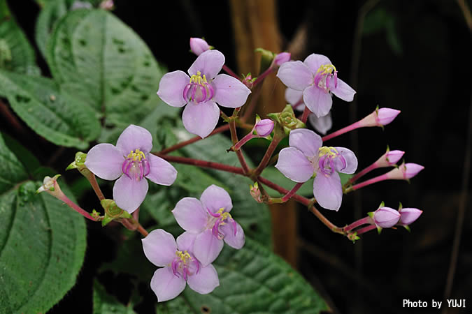 ハシカンボク Bredia hirsuta