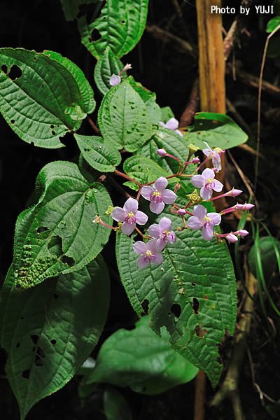 ハシカンボク Bredia hirsuta