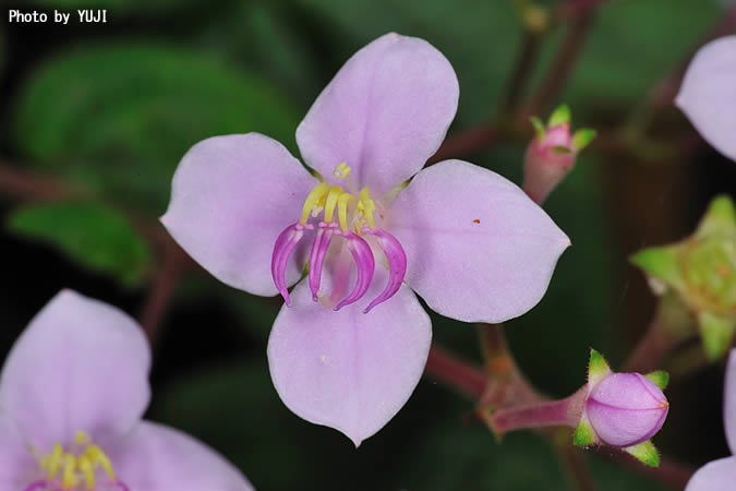 ハシカンボク Bredia hirsuta