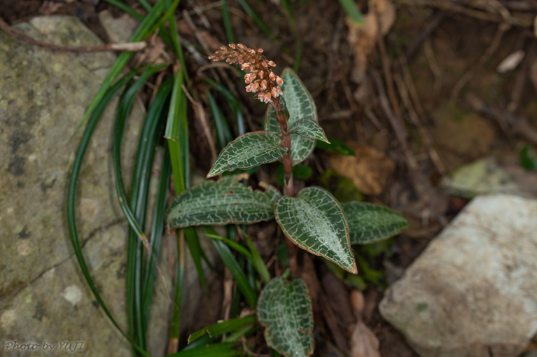 カゴメラン Goodyera hachijoensis var. matsumurana