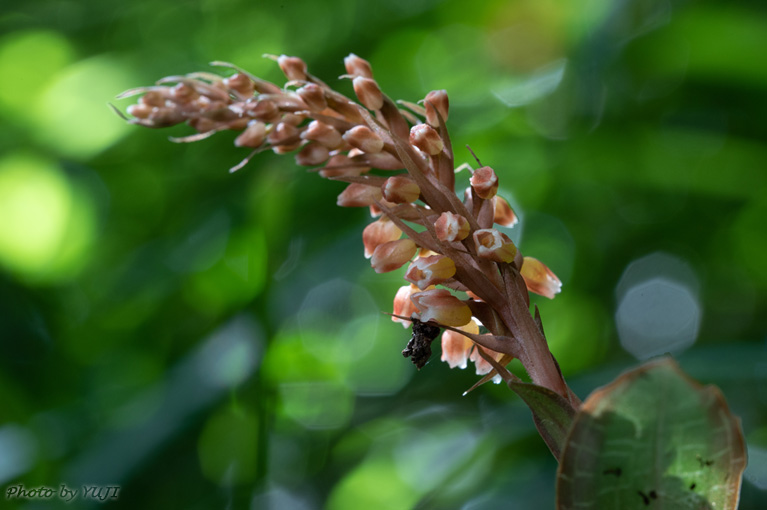 カゴメラン Goodyera hachijoensis var. matsumurana