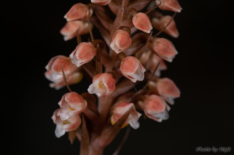 カゴメラン Goodyera hachijoensis var. matsumurana