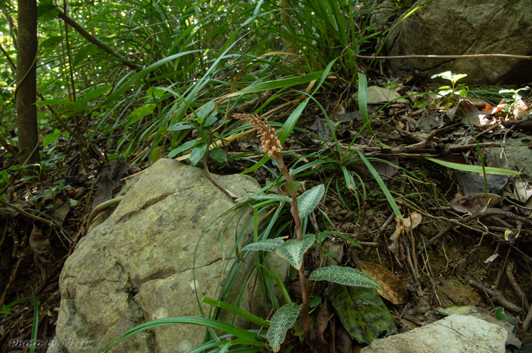 カゴメラン Goodyera hachijoensis var. matsumurana