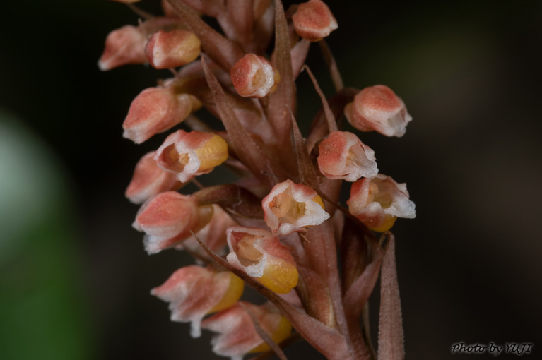 カゴメラン Goodyera hachijoensis var. matsumurana