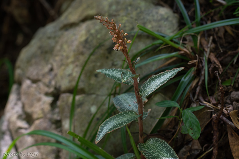 カゴメラン Goodyera hachijoensis var. matsumurana