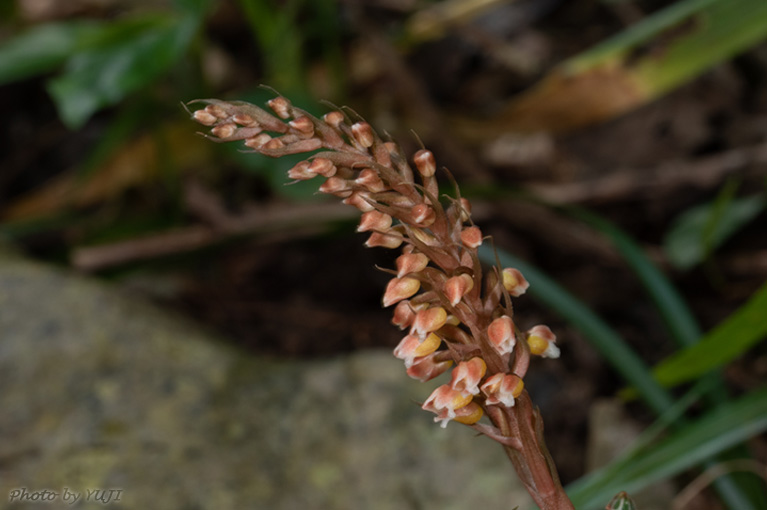 カゴメラン Goodyera hachijoensis var. matsumurana