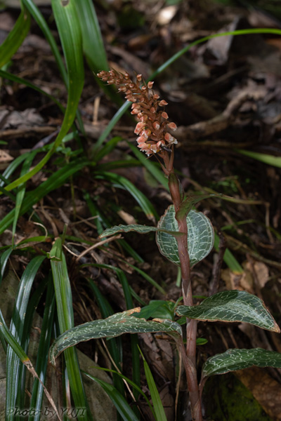 カゴメラン Goodyera hachijoensis var. matsumurana