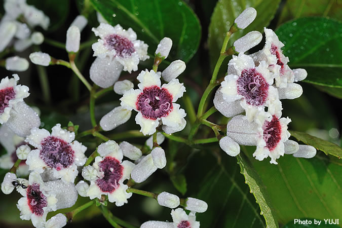 ヘクソカズラ Paederia scandens