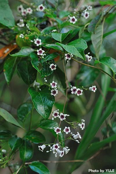 ヘクソカズラ Paederia scandens