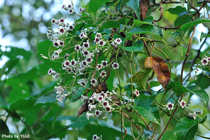 ヘクソカズラ Paederia scandens