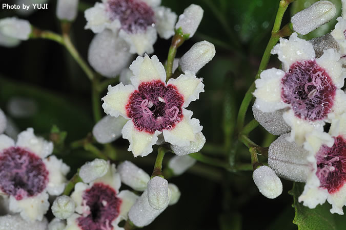 ヘクソカズラ Paederia scandens