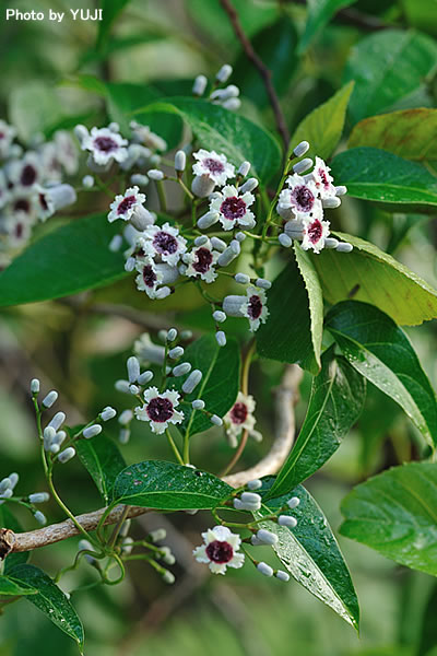 ヘクソカズラ Paederia scandens