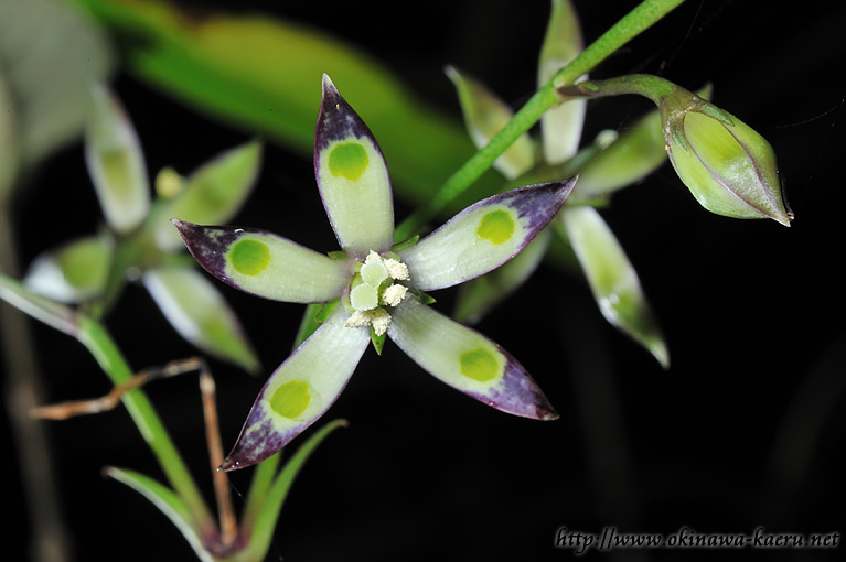 ヘツカリンドウ Swertia tashiroi