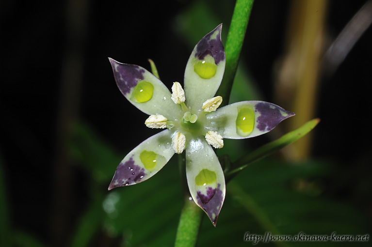 ヘツカリンドウ Swertia tashiroi