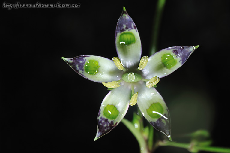 ヘツカリンドウ Swertia tashiroi