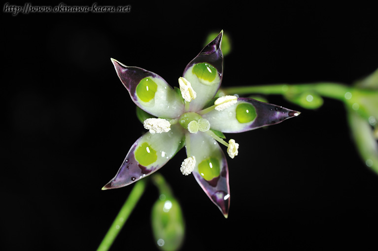 ヘツカリンドウ Swertia tashiroi