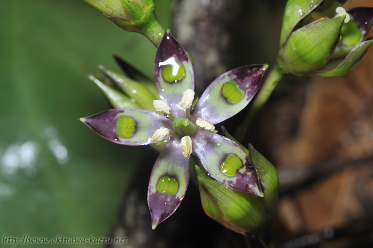 ヘツカリンドウ Swertia tashiroi