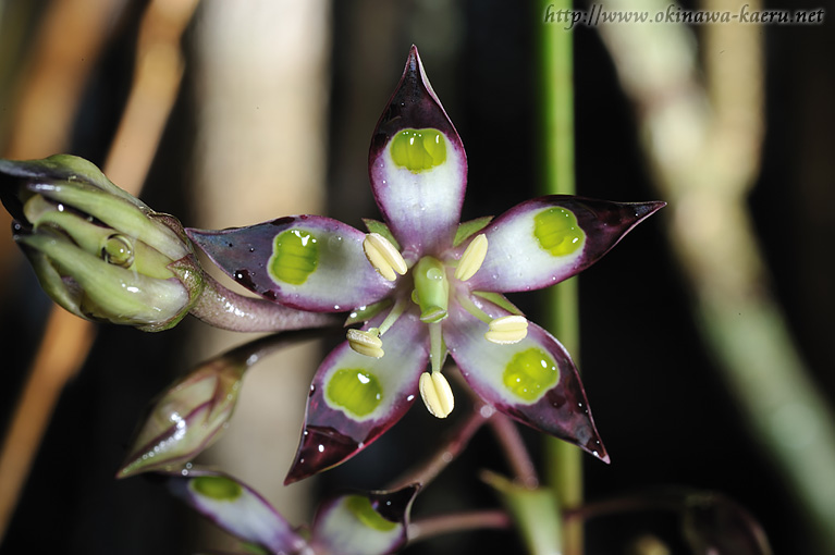 ヘツカリンドウ Swertia tashiroi