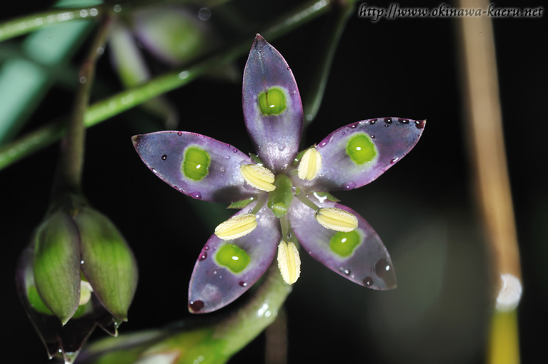 ヘツカリンドウ Swertia tashiroi