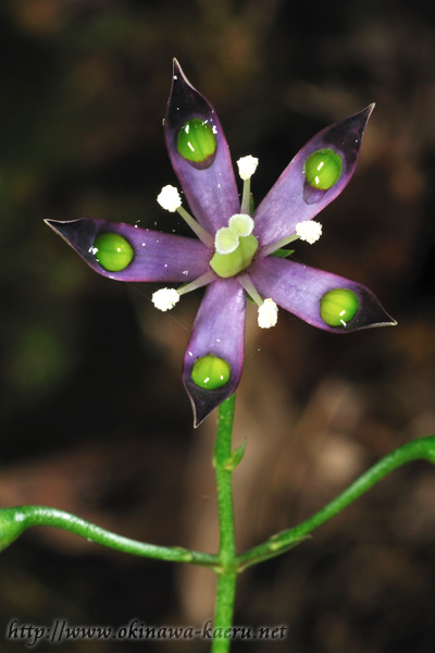 ヘツカリンドウ Swertia tashiroi